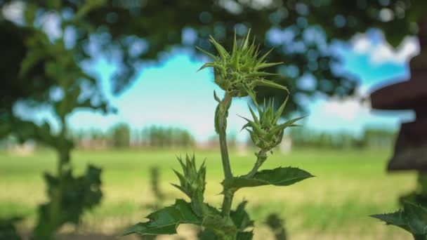 Thorny Plant Macro Detail Nature — Stock Video