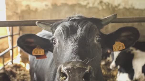 Bezerros Vacas Celeiro Agricultura Intensiva — Vídeo de Stock