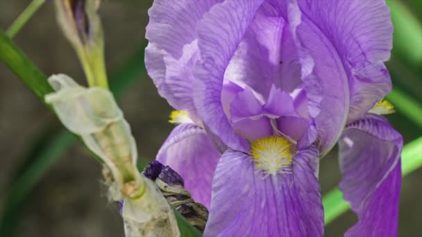 Fioletowy Kwiat Szczegółowo Przyrodzie Wiosną — Wideo stockowe
