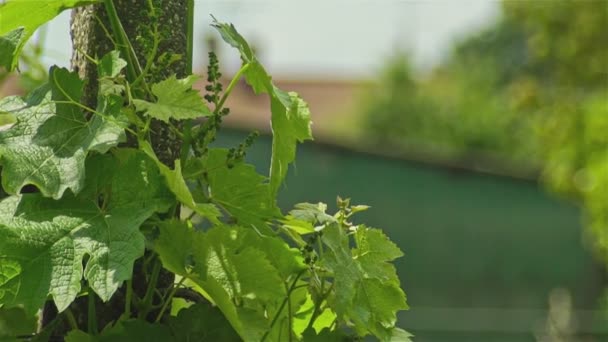 Deixa Detalhe Vineyard Primavera Campo — Vídeo de Stock
