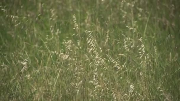 Campo Avena Detalle Textura Campo Verano — Vídeo de stock