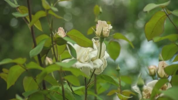 Цветок Розы Природе Весной — стоковое видео
