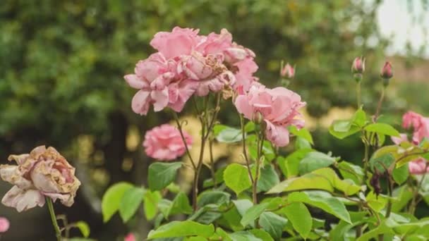 春に大自然の中のバラの花の詳細 — ストック動画