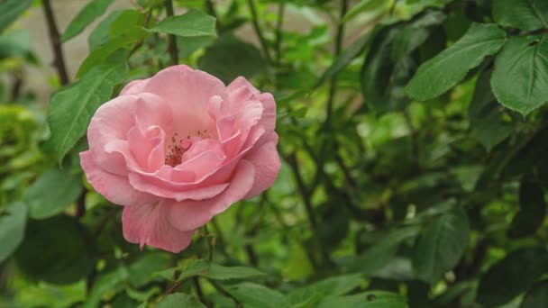 Detail Růžového Květu Přírodě Jaře — Stock video