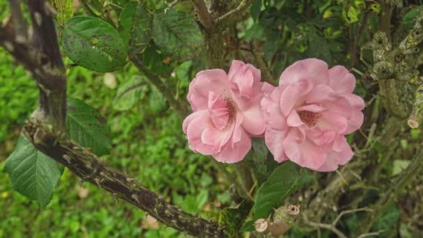Detalhe Flor Rosa Natureza Primavera — Vídeo de Stock