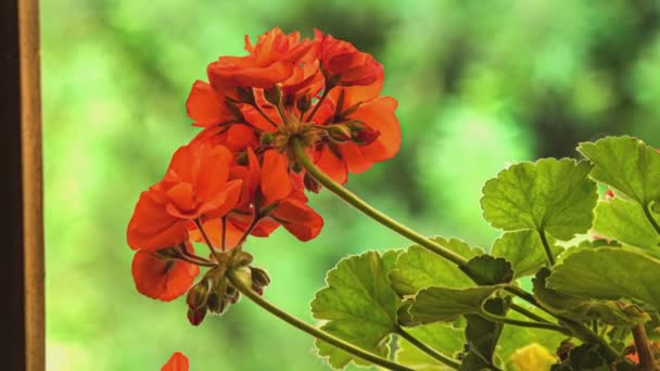 Μακρο Λεπτομέρεια Από Κόκκινα Λουλούδια Γεράνι Πράσινο Φόντο — Αρχείο Βίντεο