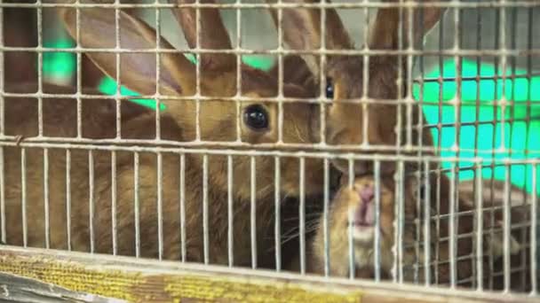 檻の中の可愛いウサギと小さいウサギ — ストック動画