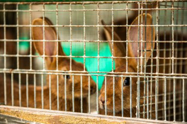 Çiftlikteki kafeste şirin ve küçük tavşanlar