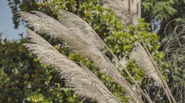Pampas çimen detay makro çekim