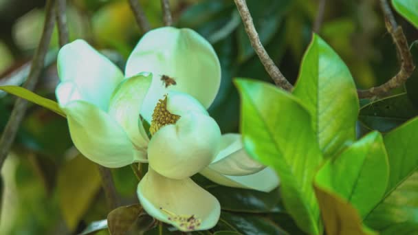 Magnolia Detalle Flores Con Abejas Volando Alrededor — Vídeos de Stock