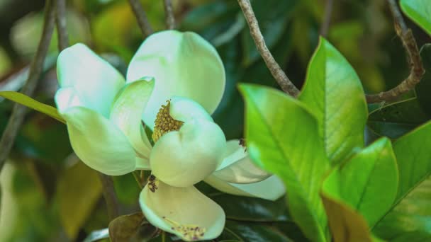 Magnolia Kwiat Szczegółowo Pszczół Latających Wokół — Wideo stockowe