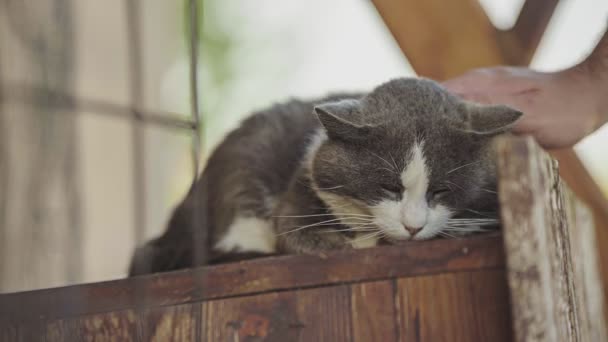 Gato Cinza Bonito Close Pamper Retrato — Vídeo de Stock