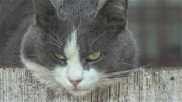 Gato Cinza Bonito Close Retrato — Vídeo de Stock