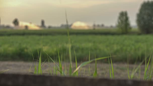 夏天的乡间小草 — 图库视频影像