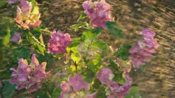 Makro Detail Der Sonnenuntergang Regen Blumen — Stockvideo