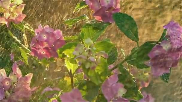 Detalhe Macro Flores Chuva Por Sol Câmera Lenta — Vídeo de Stock