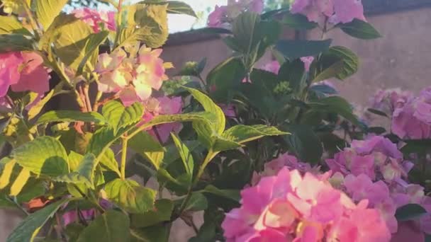 Detail Der Hortensienblüten Bei Sonnenuntergang — Stockvideo