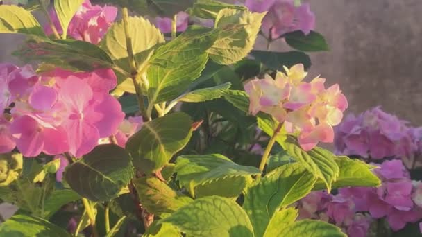 Detail Der Hortensienblüten Bei Sonnenuntergang — Stockvideo