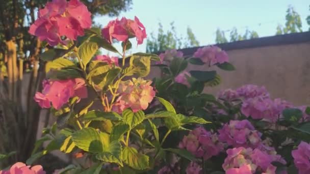 Dettaglio Dei Fiori Ortensia Tramonto — Video Stock