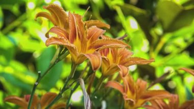 Baharda bir portakal çiçeğinin makro çekimi, Baharda bir portakal çiçeğinin portakal çiçeği, Doğada bir portakal çiçeği