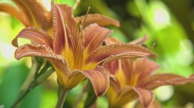 Baharda portakal çiçeği, doğada portakal çiçeği.