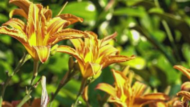 Baharda portakal çiçeği, doğada portakal çiçeği.