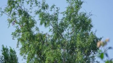 Yazın mavi gökyüzünün altındaki huş ağacı rüzgarda esen yapraklarla