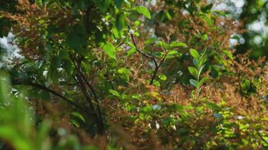 Rüzgar günbatımı ağacı yazın detayları bırakır