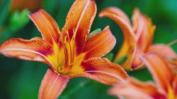 Macro Disparo Una Flor Naranja Primavera Flor Naranja Naturaleza — Vídeo de stock