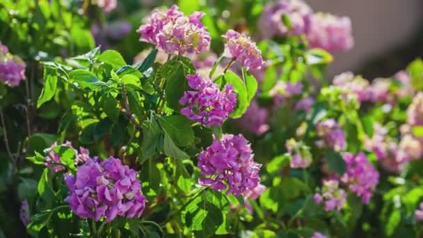 Detalj Hortensia Växt Solnedgång — Stockvideo