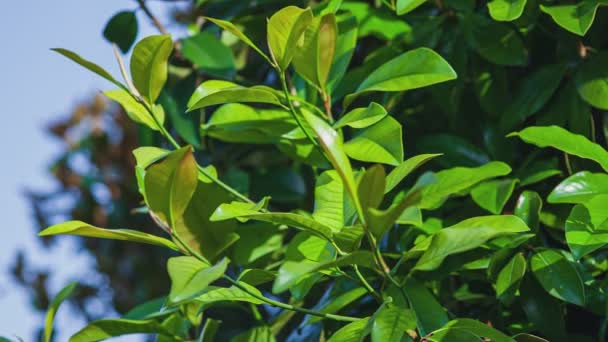 Magnolia Pozostawia Szczegóły Naturze — Wideo stockowe