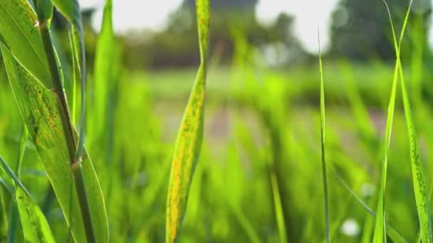 Fossé Roseaux Herbe Été — Video