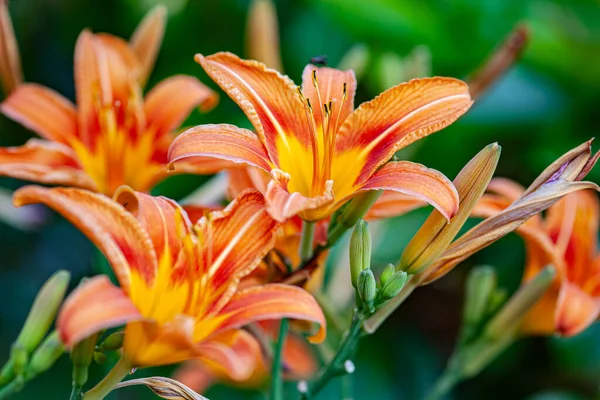 Detail of Orange Lilium flower detail in nature at sunset time