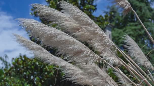 Pampas Detalle Hierba Macro Disparo — Vídeos de Stock