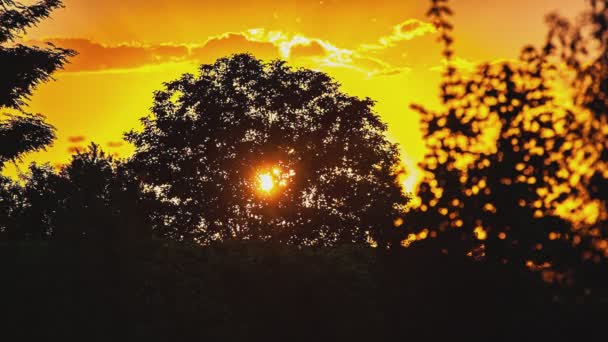 Sunset Pomarańczowe Drzewo Sylwetka Lecie — Wideo stockowe