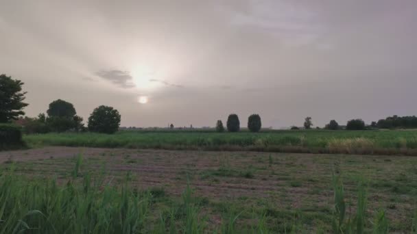 Campo Cultivo Verão Norte Itália — Vídeo de Stock