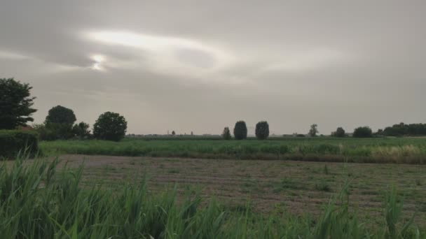 Plantenveld Zomer Noord Italië — Stockvideo