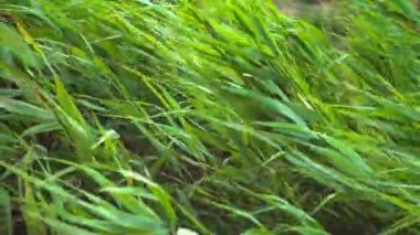 Yeşil Çim hareket dokusu detayı