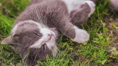 Bahçedeki çimlerin üzerinde sevimli bir kedi