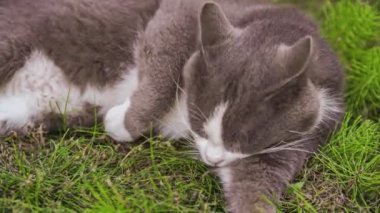 Şirin kedi bahçedeki çimenleri yalıyor.