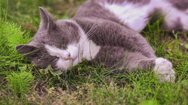 Aranyos Macska Alszik Fűben Kertben — Stock videók