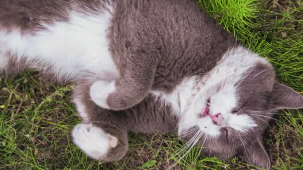 かわいい猫は庭の草の上で眠る — ストック動画
