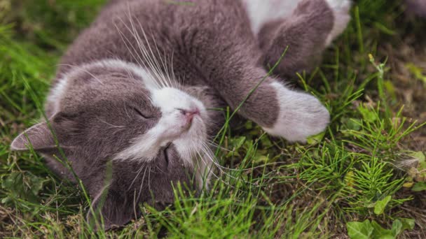 Söt Katt Rullar Gräset Trädgården — Stockvideo