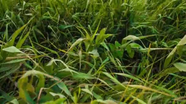 Текстура Зелёной Травы — стоковое видео