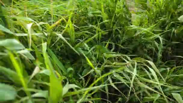 Green Grass Λεπτομέρεια Υφή Κίνηση — Αρχείο Βίντεο