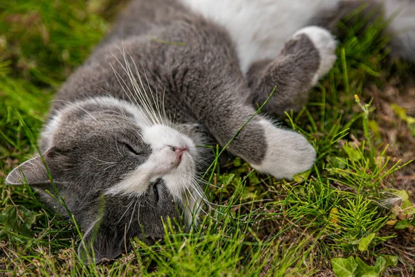 Roztomilá Kočka Spí Trávě Zahradě — Stock fotografie