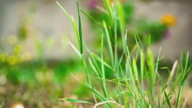Yazın arka planda bulanık buğday kulağının makro ayrıntıları