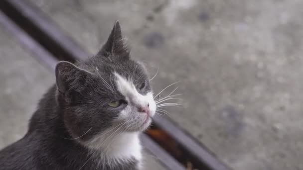 Zblízka Roztomilá Kočka Dívá — Stock video