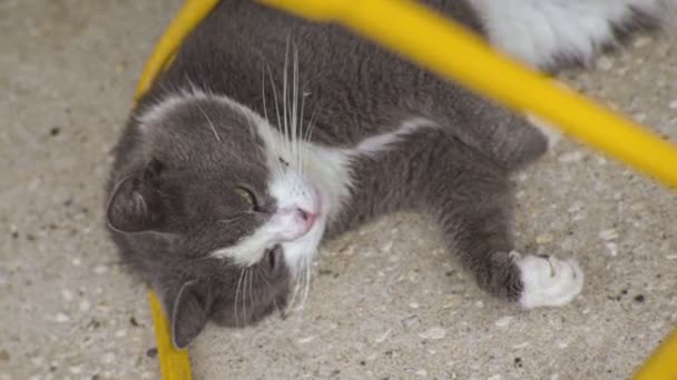 Kucing Abu Abu Lucu Tergeletak Tanah — Stok Video