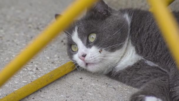 地面に横たわるかわいい灰色の猫 — ストック動画